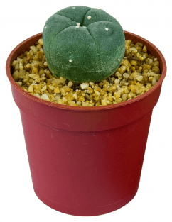 Peyote Cactus (2 - 3cm)